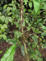 Potnia diringshofeni