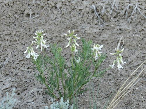 Image of Astragalus osterhoutii by (c) Anders Hastings, some rights reserved (CC BY)