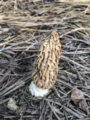 Morchella rufobrunnea