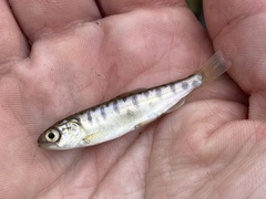 Sockeye Salmon photo 1