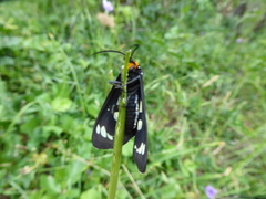 Gnophaela latipennis