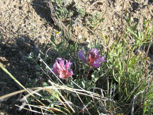 Image of Astragalus shortianus by (c) Anders Hastings, some rights reserved (CC BY)