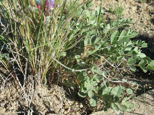 Image of Astragalus shortianus by (c) Anders Hastings, some rights reserved (CC BY)