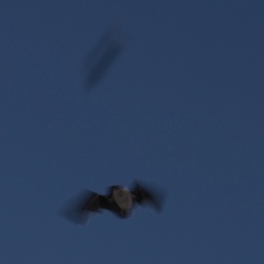 Pipistrellus pipistrellus