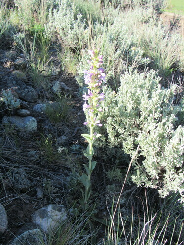 Image of Penstemon cyathophorus by (c) Anders Hastings, some rights reserved (CC BY)