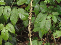 Potnia diringshofeni