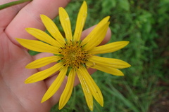 Silphium asteriscus