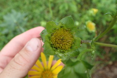 Silphium asteriscus
