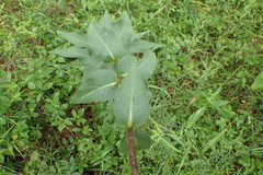 Silphium asteriscus