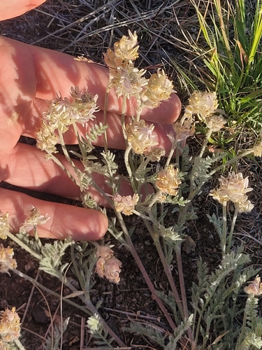 Astragalus spaldingii, 2024-06-07