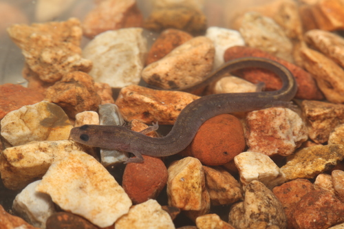 Oklahoma Salamander
