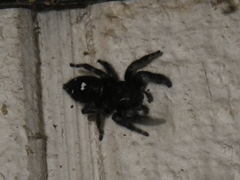 Phidippus audax