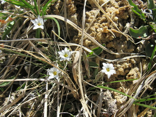 Image of Gentiana fremontii by (c) Anders Hastings, some rights reserved (CC BY)