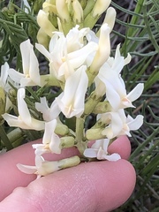 Astragalus pectinatus