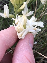 Astragalus pectinatus