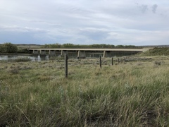 Astragalus pectinatus