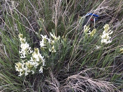 Astragalus pectinatus