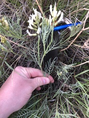 Astragalus pectinatus