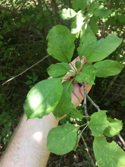 Malus