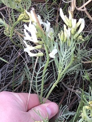 Astragalus pectinatus