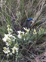 Astragalus pectinatus