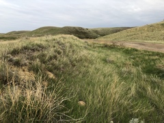 Astragalus pectinatus