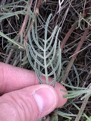 Astragalus pectinatus