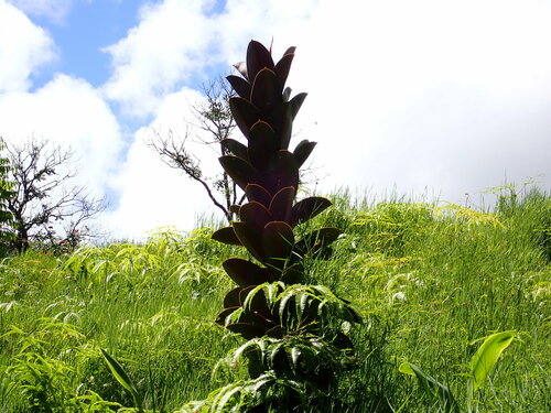 Ficus elastica observed 2023-08-03
