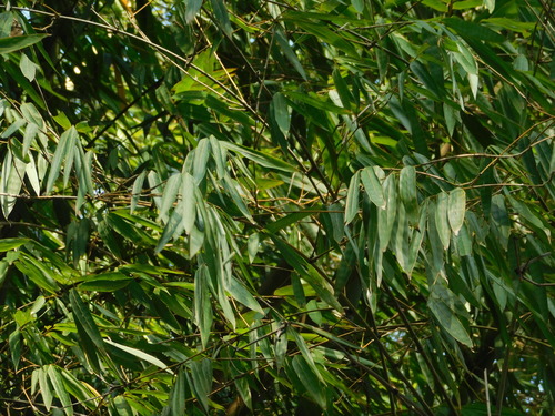 Image of Gigantochloa verticillata by (c) Ganjar Cahyadi, some rights reserved (CC BY)