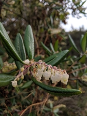 Comarostaphylis diversifolia diversifolia