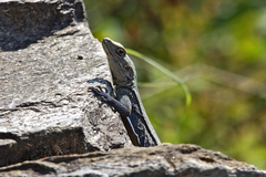 Laudakia tuberculata