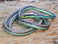 Maren's Bronzeback photo 3
