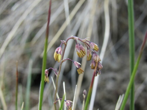 Image of Thalictrum alpinum by (c) Anders Hastings, some rights reserved (CC BY)