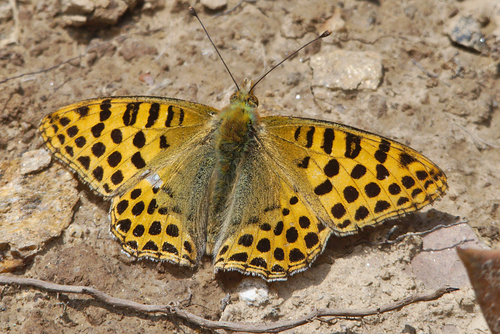 Himalayan Queen Fritillary