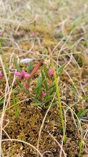 Wild Rosemary