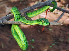 Schultze's Pit Viper photo 3