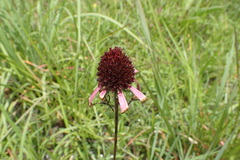 Echinacea atrorubens