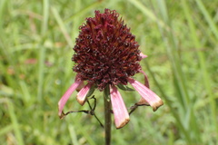 Echinacea atrorubens