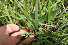 Echinacea atrorubens