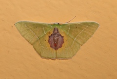 Nemoria astraea