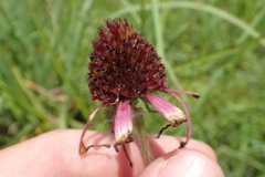 Echinacea atrorubens