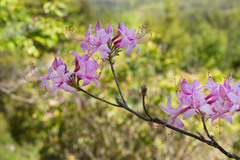 Rhododendron prinophyllum