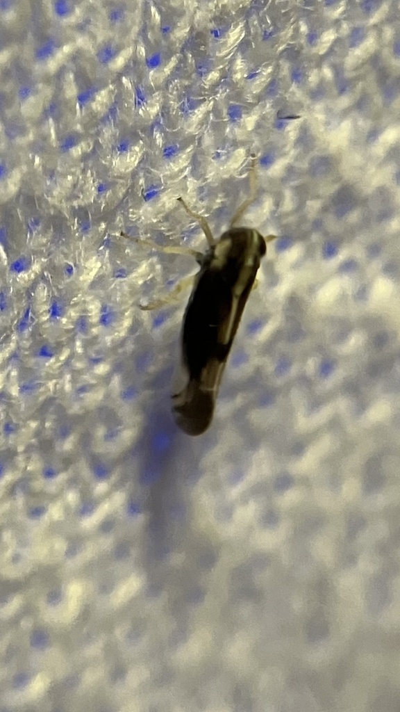 White-backed Planthopper