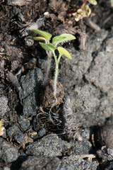 Physalis minima