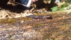 Plethodon wehrlei