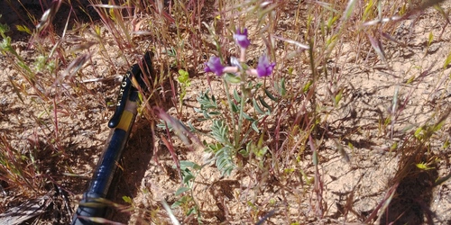 Astragalus equisolensis