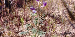 Astragalus equisolensis