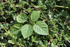 Physalis minima