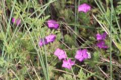 Phlox glabriflora