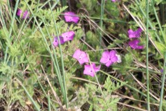 Phlox glabriflora